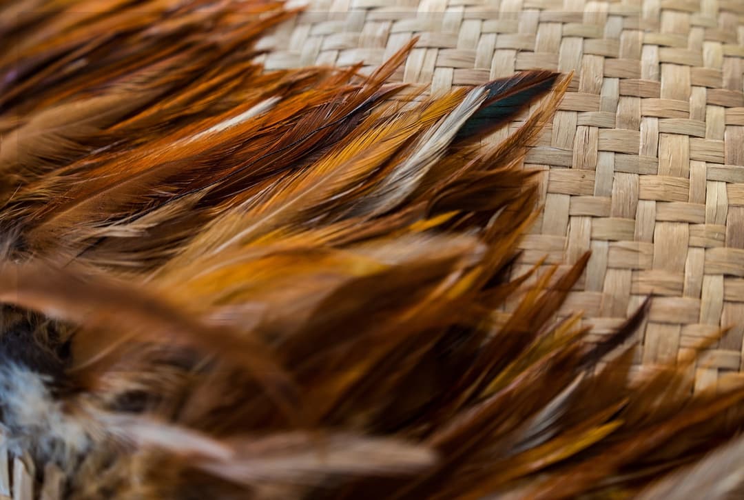 Brand logo feathers copy